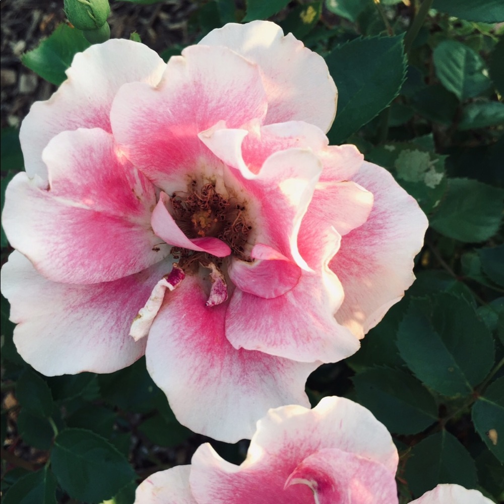 Meet your Posher, Sheralyn